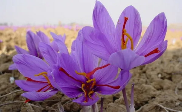 تصویر 4 از قیمت خرید اسپری زعفران با فروش عمده
